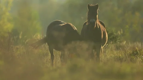 Wild exmoor pony horses in late fall nature habitat in Milovice, Czech republic. Stock Footage