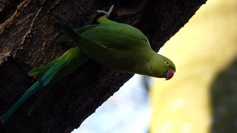 Wild exotic introduced non native ringed necked parakeet in a European forest 動画素材 105073107