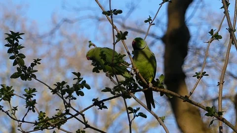 Wild exotic introduced non native ringed necked parakeets in a European forest Video stock 105073114