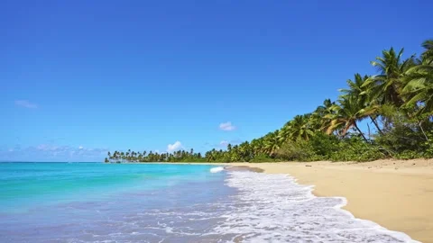 A wild, expansive Caribbean tropical island beach with palm trees. Video stock 327770683