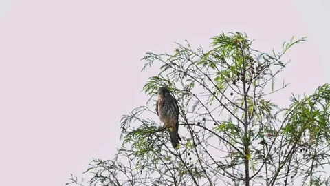 Wild Falcon Bird of Prey Perched on Tree Branch Against Clear Sky Stock Footage 330859253