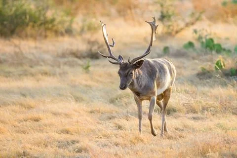 Wild Fallow Buck Stock Photos