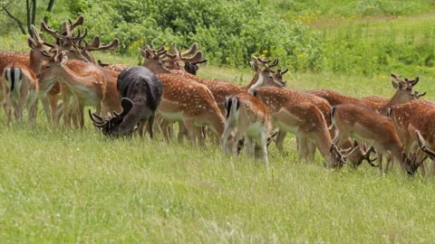 Wild fallow deer herd grazing in a lush green meadow Vídeo Stock 338232232