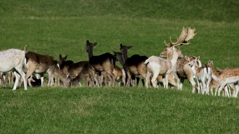 Wild fallow deer herd grazing on a green hillside Stock Footage 341956212