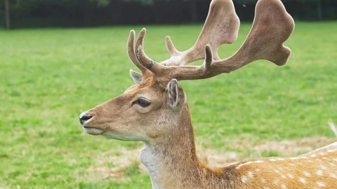 Wild Fallow Deer Herd Pasturing on Green Meadow Stock Footage 114610914