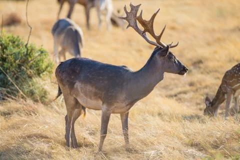 Wild Fallow Deer Stock Photos