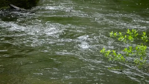 Wild fantasy spring river Stock Footage 81190155