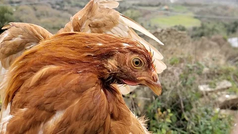 Wild farm hen blinking eye slow motion,nictitating membrane details,chicken bird Stock Footage 124521383