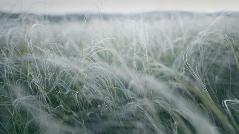 Wild feather grass in the field at sunset. Stock Footage 180565088