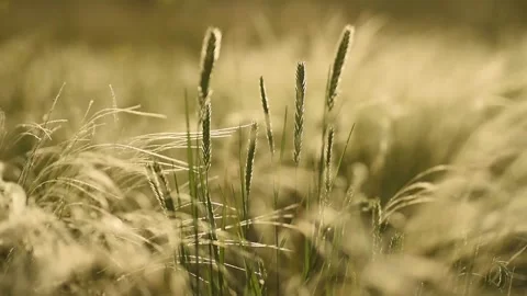 Wild feather grass in the field at sunset.Green grass with white fluffy feather. Vídeo Stock 186785192