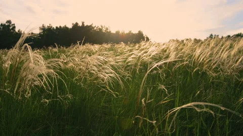 Wild feather grass on the forest meadow at sunset. Stock Footage 139139111