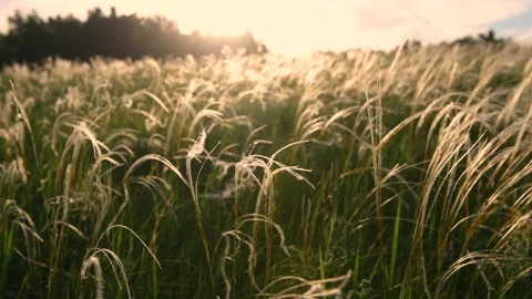 Wild feather grass on the forest meadow at sunset. Stock Footage 139139733