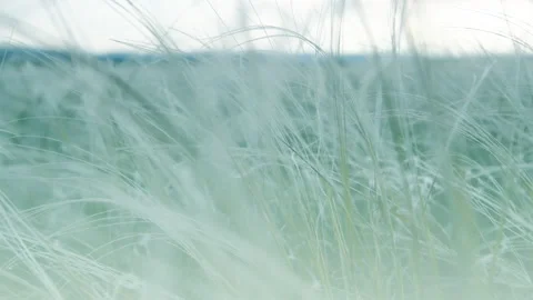Wild feather grass on the forest meadow Stock Footage 152674274