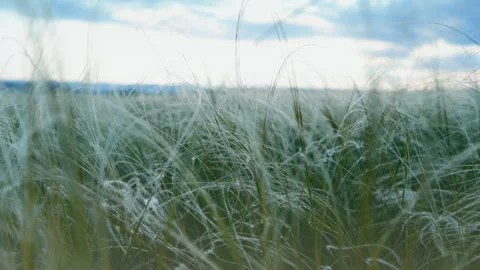 Wild feather grass on the forest meadow at sunset. Video stock 152720859