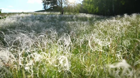 Wild feather grass on the forest meadow at sunset. Stock Footage 278648862