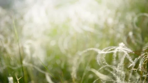Wild feather grass on the forest meadow at sunset. Stock Footage 278648932