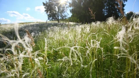 Wild feather grass on the forest meadow at sunset. Stock Footage 278648956