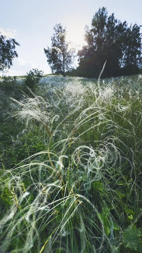 Wild feather grass on the forest meadow at sunset. Stock Footage 278649005