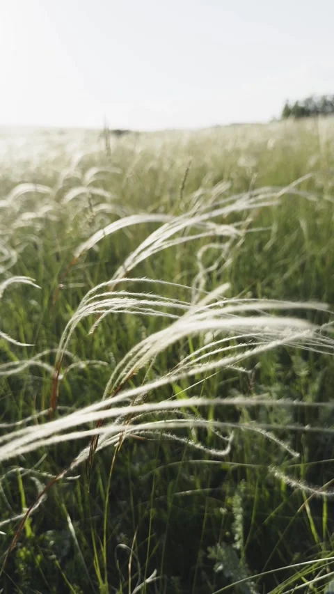 Wild feather grass on the forest meadow at sunset. Stock Footage 278649091