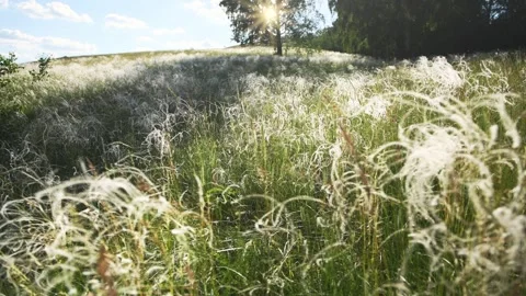 Wild feather grass on the forest meadow at sunset. Stock Footage 278649191