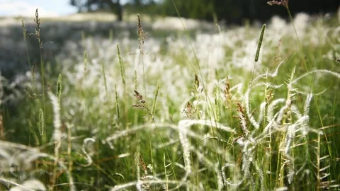 Wild feather grass on the forest meadow at sunset. Stock Footage 278649250