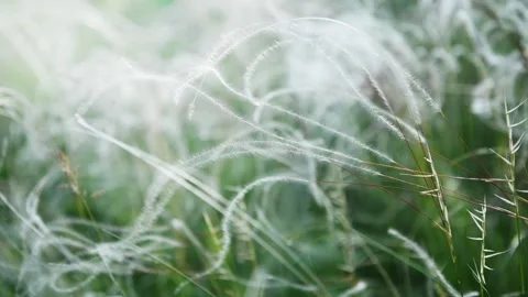 Wild feather grass on the forest meadow at sunset. Stock Footage 278649295