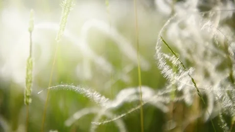 Wild feather grass on the forest meadow at sunset. Stock Footage 278649330