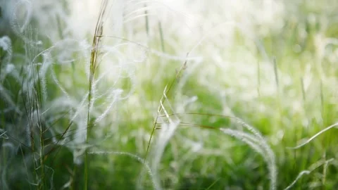 Wild feather grass on the forest meadow at sunset. Stock Footage 278649410
