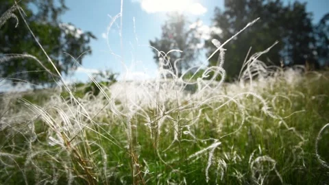Wild feather grass on the forest meadow at sunset. Stock Footage 278649440