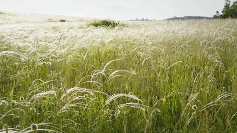 Wild feather grass on the forest meadow at sunset. Stock Footage 278649971