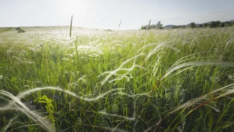 Wild feather grass on the forest meadow at sunset. Stock Footage 278649985