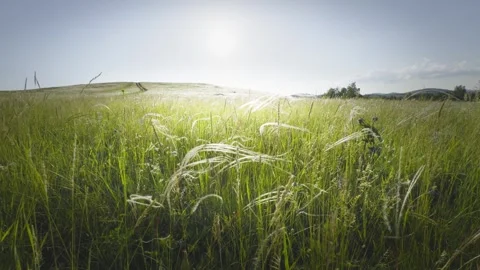 Wild feather grass on the forest meadow at sunset. Stock Footage 278650029