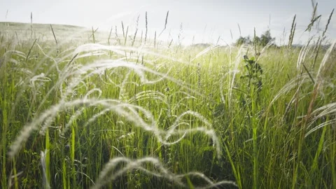 Wild feather grass on the forest meadow at sunset. Stock Footage 278650056