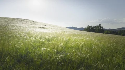 Wild feather grass on the forest meadow at sunset. Stock Footage 278650245