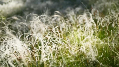 Wild feather grass on the forest meadow at sunset. Stock Footage 278651345