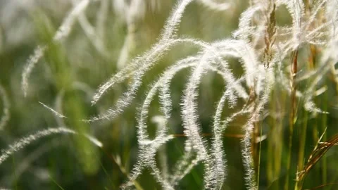 Wild feather grass on the forest meadow at sunset. Stock Footage 278651351