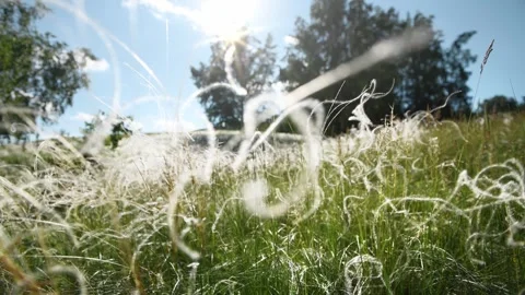 Wild feather grass on the forest meadow at sunset. Stock Footage 278651483