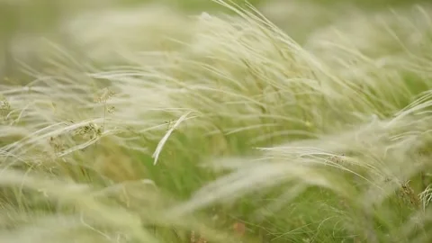 Wild feather grass swaying in the wind. Green grass with white fluffy feather. Stock Footage 186785357