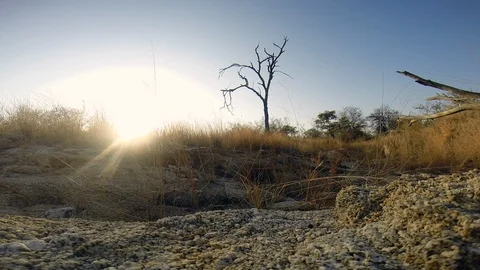 Wild female leopard passing by a hidden Gopro that was placed on a granite Stock Footage 101719435