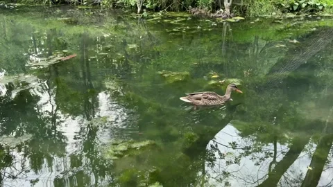 Wild female mallard duck swimming slowly in clear green pond water 库存影片 344128900