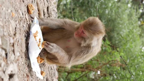 Wild female monkey eats leftover food she found in a trash can in the park Video stock 226110471