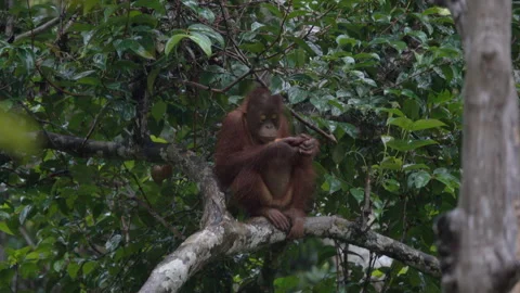 Wild female orangutan eats in the rain of the Borneo jungle. Stock Footage 310179134