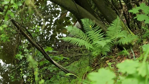 Wild fern growing on river bank Stock-Footage 337736053