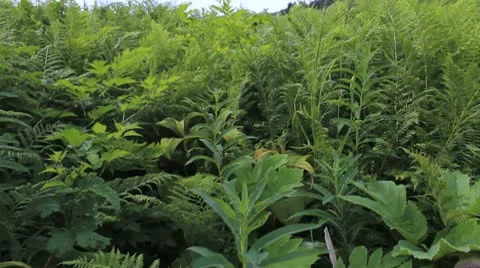 Wild Fern Walk Stock Footage