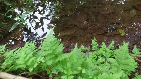 Wild ferns 스톡 동영상 84442616