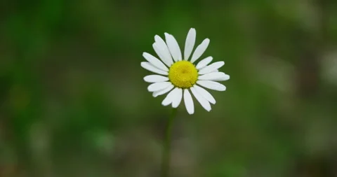 Wild field chamomile Stock Footage 132350649