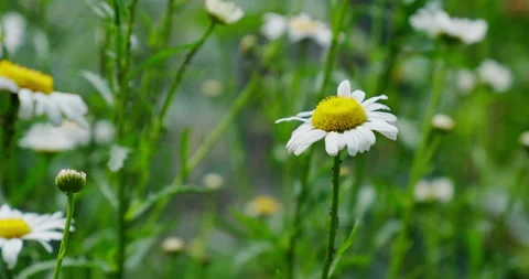 Wild field daisies Stock Footage 132334192