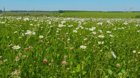 Wild Field Flowers. Common Daisy. Daisy And Clovers Flowers On Green Meadow. Wil Stock Footage 301980516