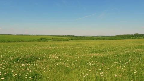 Wild Field Flowers. Common Daisy. Daisy And Clovers Flowers On Green Meadow. Wil Stock Footage 301988735