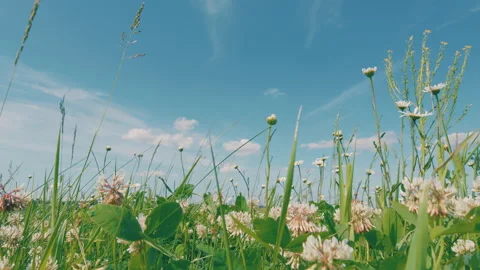 Wild Field Flowers. Common Daisy. Daisy And Clovers Flowers On Green Meadow. Wil Stock Footage 301996633